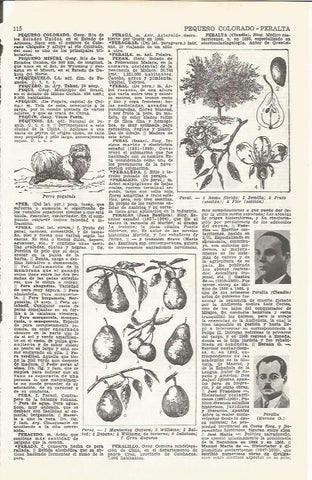 LAMINA 21468: Especies de peral y peras