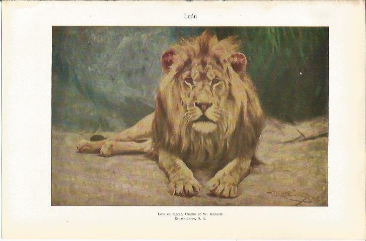 LAMINA 21177: Leon