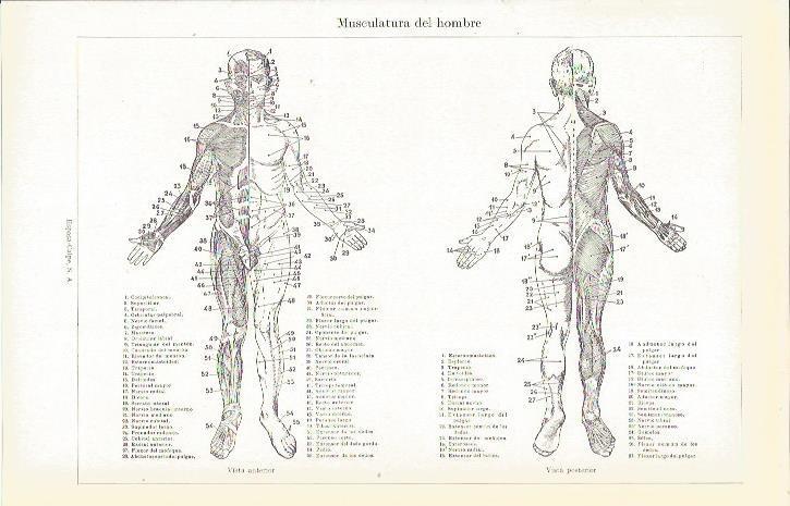 LAMINA 21311: Musculatura del hombre