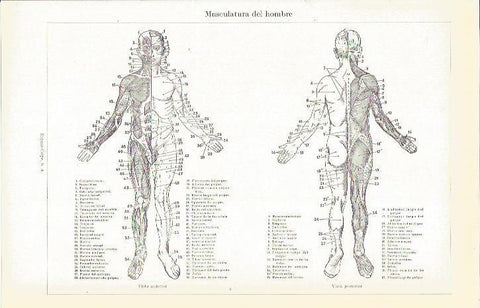 LAMINA 21311: Musculatura del hombre