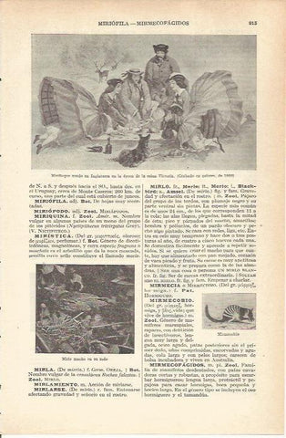 LAMINA 21285: Miriñaque de epoca victoriana
