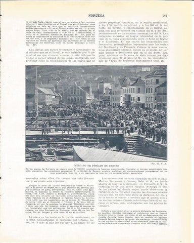 LAMINA 20958: Mercado de pescado en Bergen, Noruega