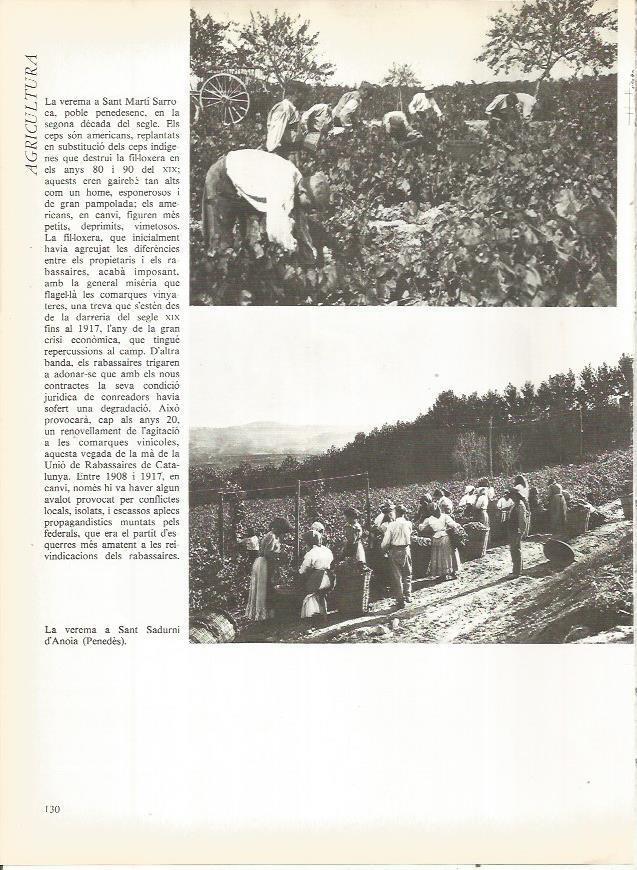 LAMINA 20721: Vendimia en Sant Marti Sarroca