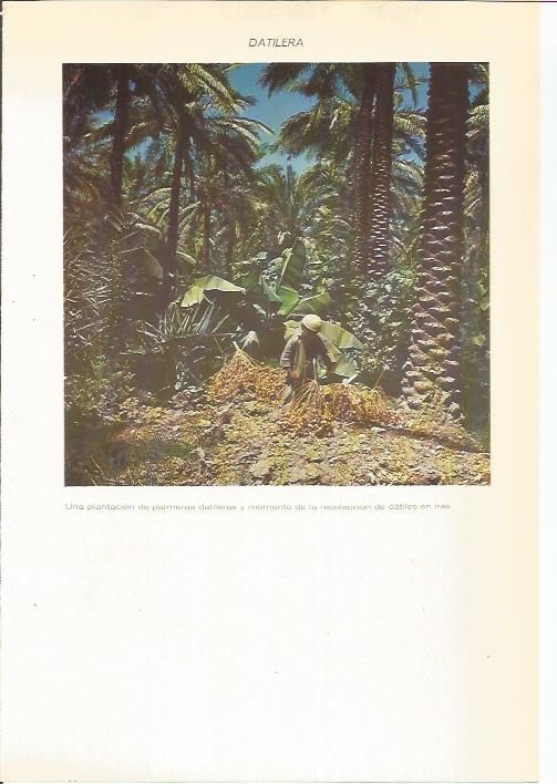 LAMINA 22387: Plantacion de palmeras en Irak