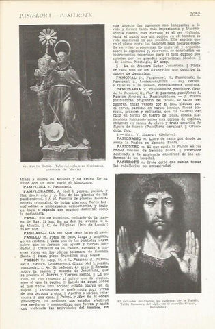 LAMINA 22508: San Pascual Bailon y El Salvador