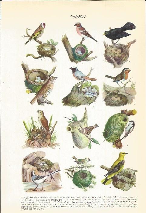 LAMINA 22494: Especies de pajaros