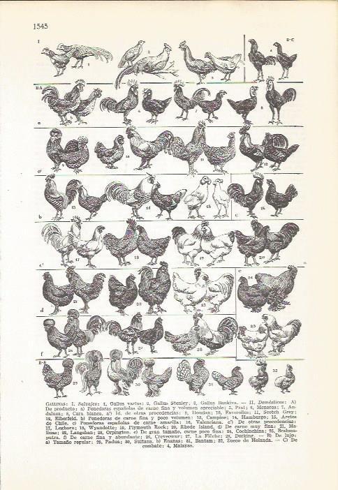 LAMINA 22232: Especies de gallina