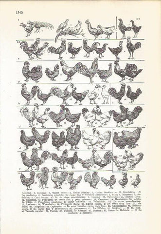 LAMINA 22232: Especies de gallina