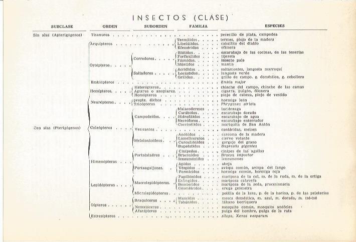 LAMINA 22323:Clases de insectos
