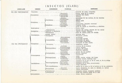 LAMINA 22323:Clases de insectos