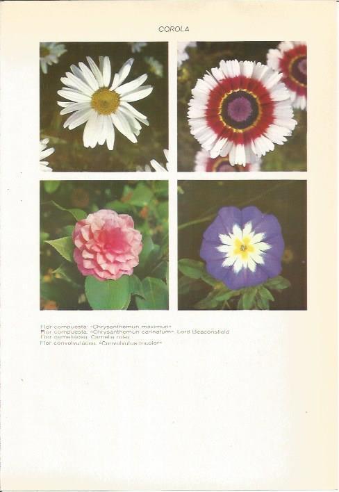 LAMINA 22359: Flores
