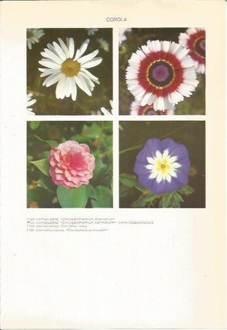LAMINA 22359: Flores