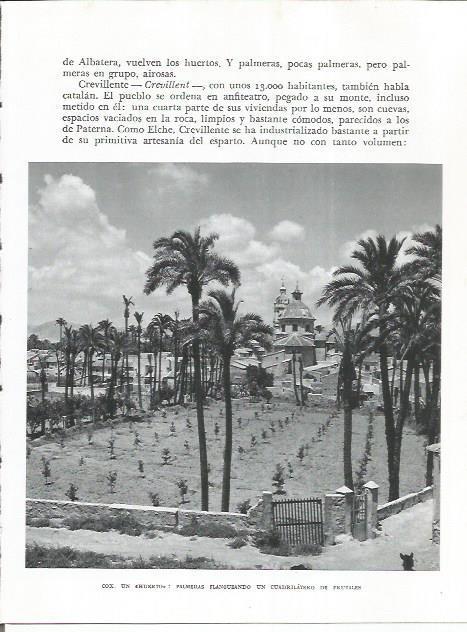 LAMINA 21986: Huerto y palmeras en Cox, Alicante