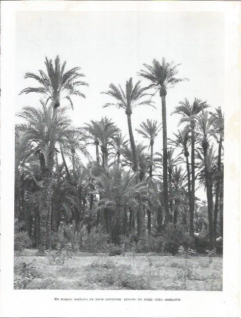 LAMINA 21983: Palmeral de Elche