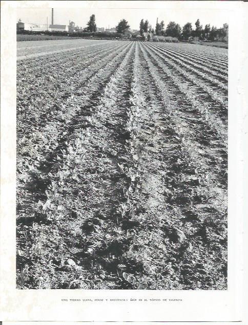 LAMINA 21999: Huerto en la provincia de Valencia