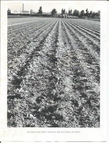 LAMINA 21999: Huerto en la provincia de Valencia