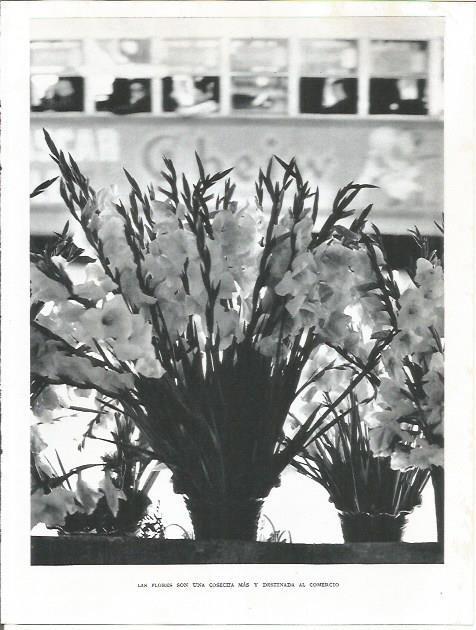 LAMINA 21772: Flores