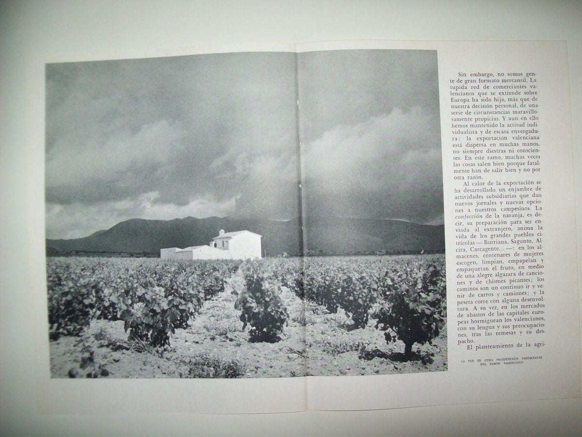 LAMINA 21814: Viñedo