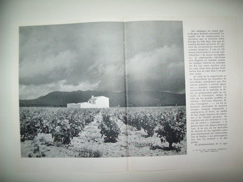 LAMINA 21814: Viñedo