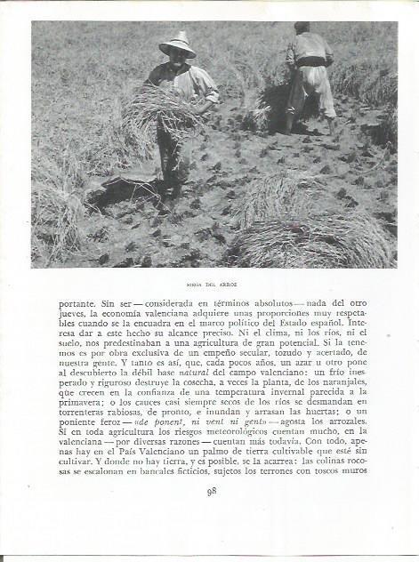 LAMINA 21811: Siega del arroz