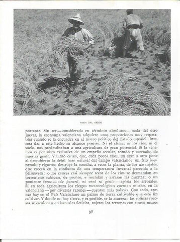 LAMINA 21811: Siega del arroz