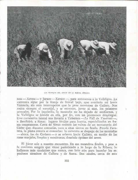 LAMINA 21932: Cultivo del arroz en Sueca