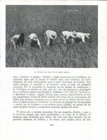 LAMINA 21932: Cultivo del arroz en Sueca