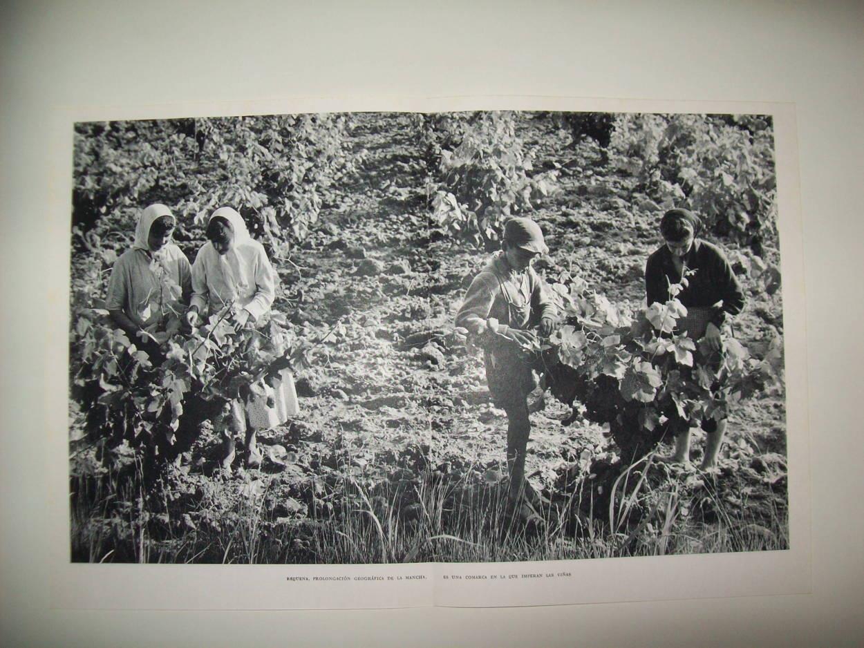 LAMINA 21919: Vendimia en Requena