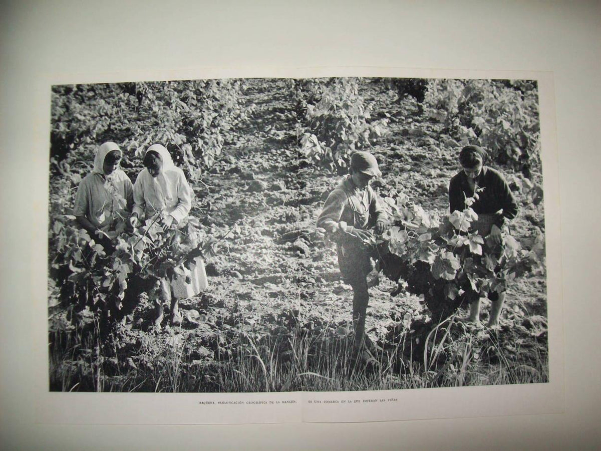 LAMINA 21919: Vendimia en Requena