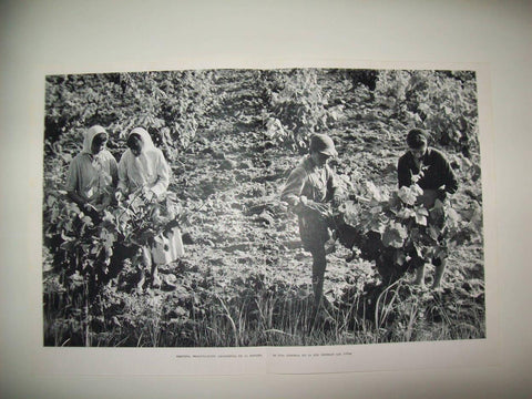 LAMINA 21919: Vendimia en Requena