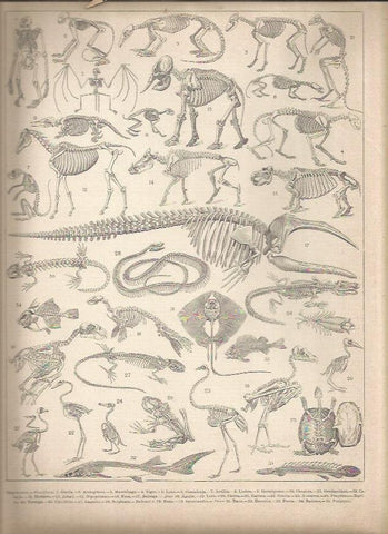 LAMINA 23295: Esqueletos