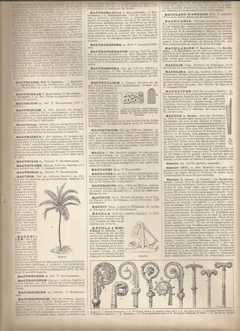 LAMINA 23008: Tipos de baculo