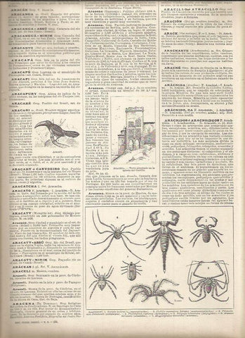 LAMINA 23122: Especies de aracnidos