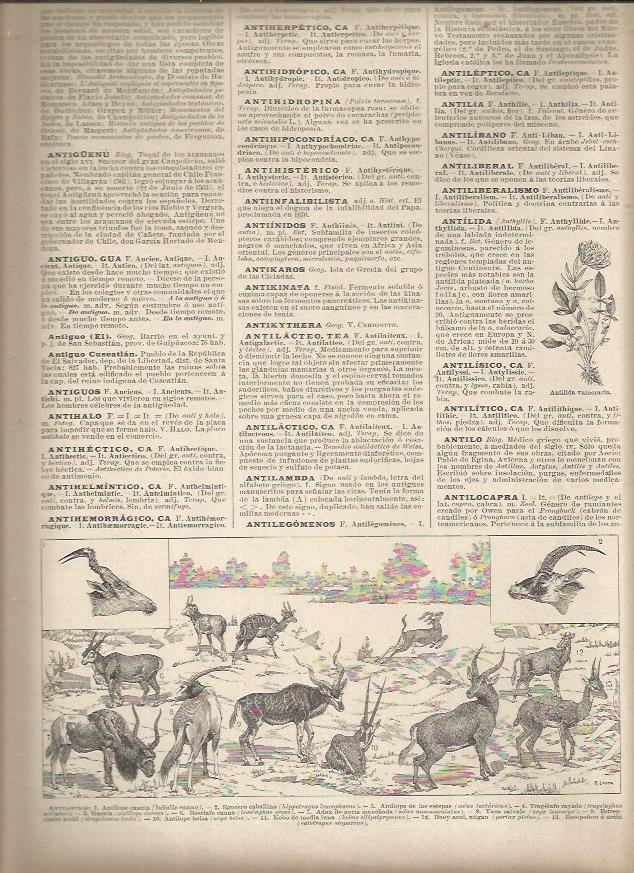 LAMINA 23133: Especies de antilopes