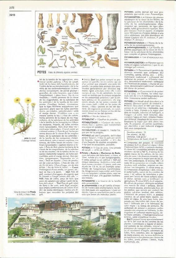 LAMINA 24511: Tipos de patas