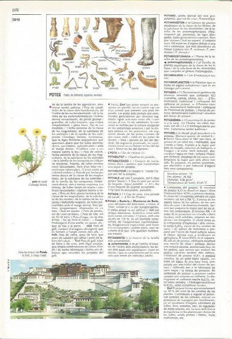 LAMINA 24511: Tipos de patas