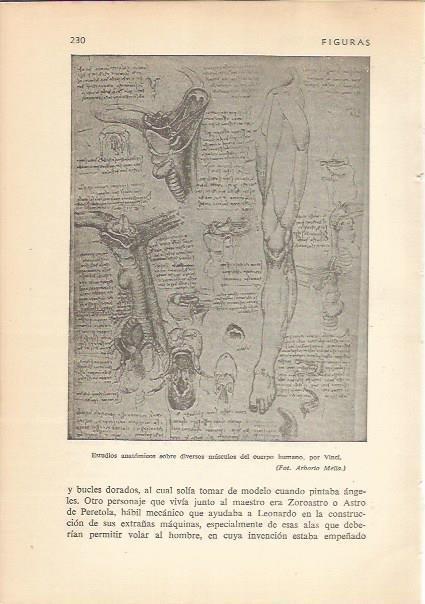 LAMINA 24191: Estudios anatomicos de Leonardo da Vinci
