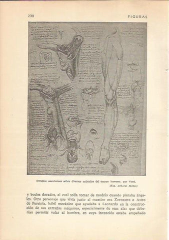 LAMINA 24191: Estudios anatomicos de Leonardo da Vinci