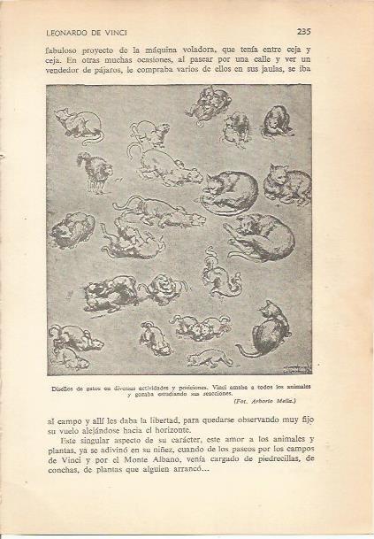 LAMINA 24193: Diseños de gatos, por Leonardo da Vinci