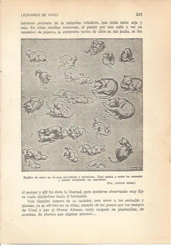 LAMINA 24193: Diseños de gatos, por Leonardo da Vinci