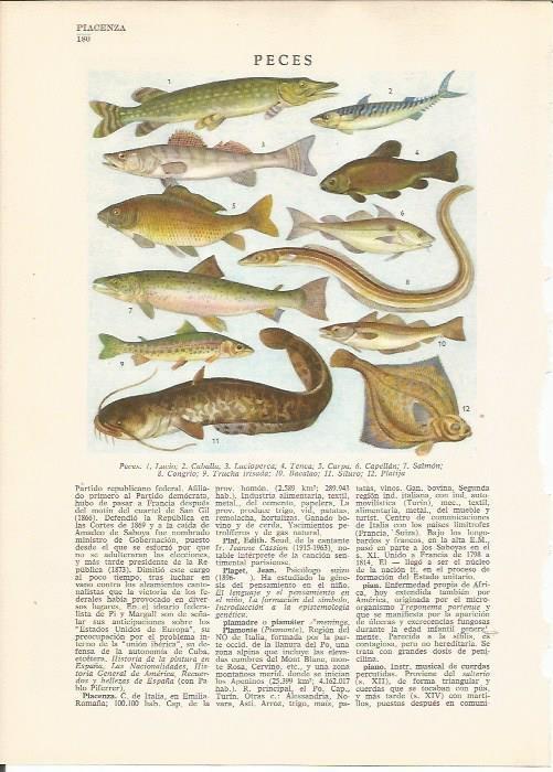 LAMINA 24784: Peces