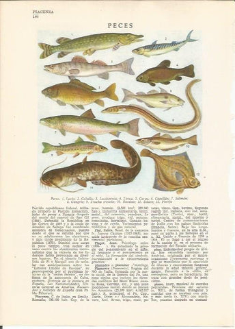 LAMINA 24784: Peces
