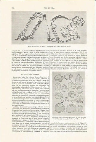 LAMINA ESPASA 36218: Planta del esqueleto del Homo 9 descubierto en Israel