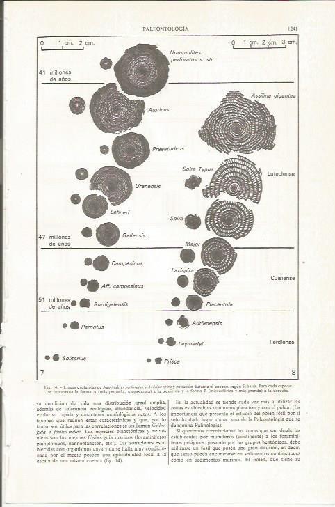 LAMINA ESPASA 36202: Lineas evolutivas de Nummulites perforatus y Assilina spira