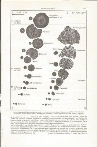 LAMINA ESPASA 36202: Lineas evolutivas de Nummulites perforatus y Assilina spira