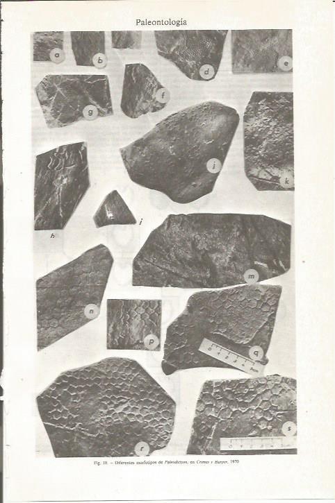 LAMINA ESPASA 36201: Diferentes morfotipos de Paleodictyon