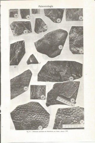 LAMINA ESPASA 36201: Diferentes morfotipos de Paleodictyon