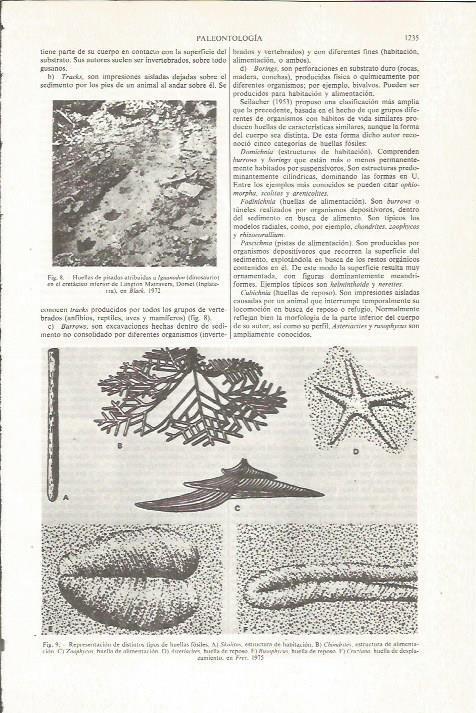 LAMINA ESPASA 36200: Tipos de pisadas fosiles