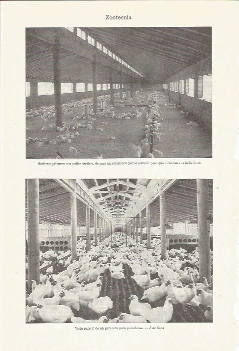 LAMINA ESPASA 35960: Gallinero para ponedoras y con pollos broilers