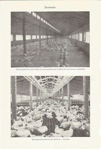 LAMINA ESPASA 35960: Gallinero para ponedoras y con pollos broilers